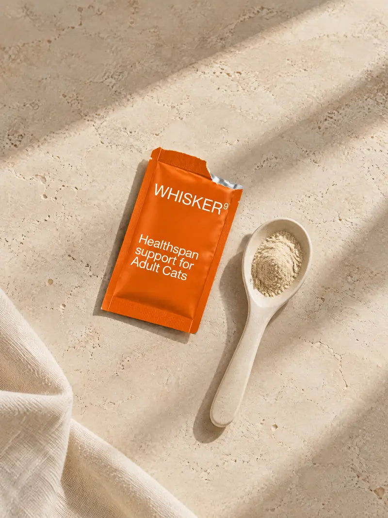 An open orange Whisker9 sachet beside a ceramic spoon of fine pale powder on travertine