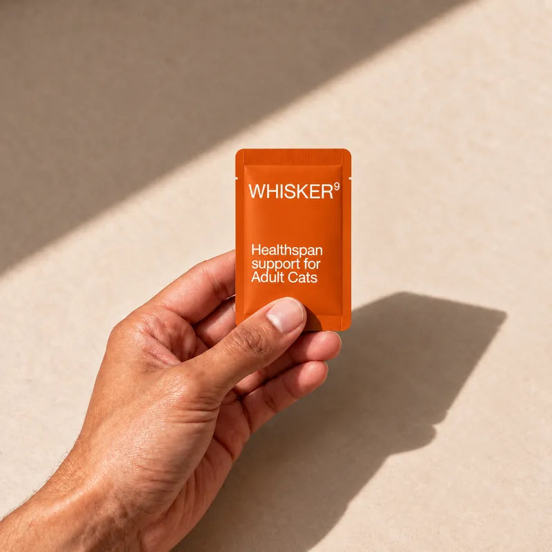 A single orange Whisker9 sachet held in warm light